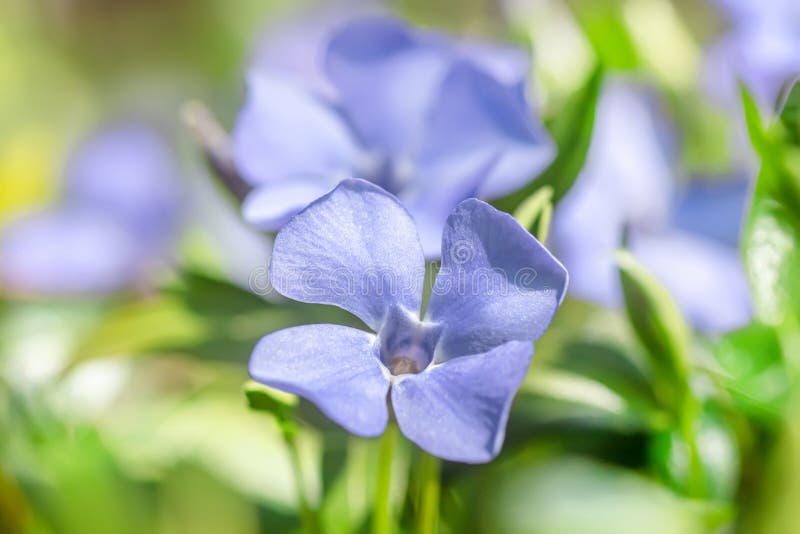 Periwinkle in piena fioritura un'adorabile aggiunta a qualsiasi giardino primaverile con i suoi delicati fiori e il verde lussuoso immagini stock libere da diritti
