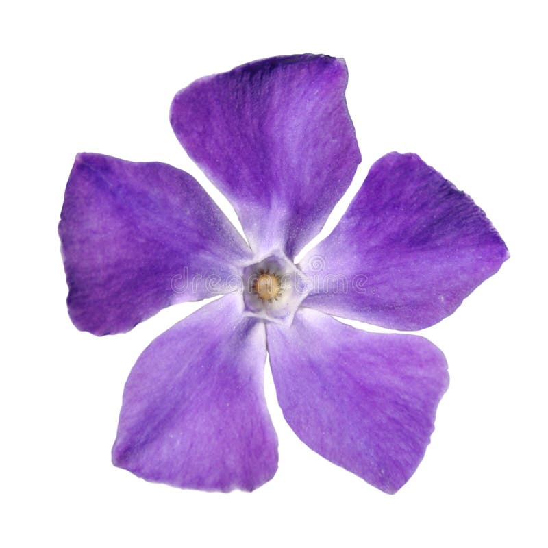 Violet flowers stock image. Image of romance, colour - 19767797