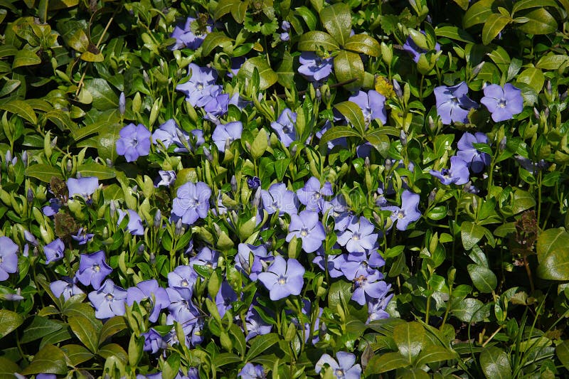 Periwinkle Vinca Blue Flowers Stock Image Image of botany, floral