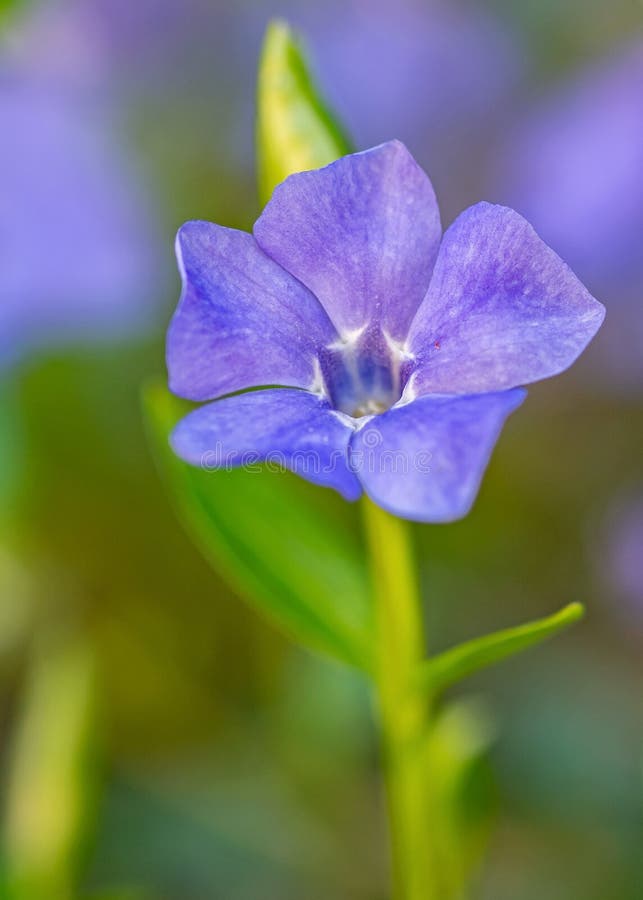 Periwinkle Vinca minor. Il periwinkle comune è un piccolo arbusto sempreverde che cresce fino a un'altezza di 20 cm. E' l'unica specie di periwinkle che si trova in Polonia in natura raramente. In luoghi sparsi si si verifica quasi nelle pianure. In montagna si trova meno frequentemente. È coltivata anche come pianta ornamentale.
