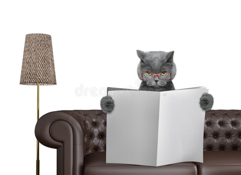 Periódico lindo de la lectura del gato con el espacio para el texto en el sofá en sala de estar Aislado en blanco imagen de archivo libre de regalías Periódico lindo de la lectura del gato con el espacio para el texto en el sofá en sala de estar Aislado en blanco imagen de archivo libre de regalías