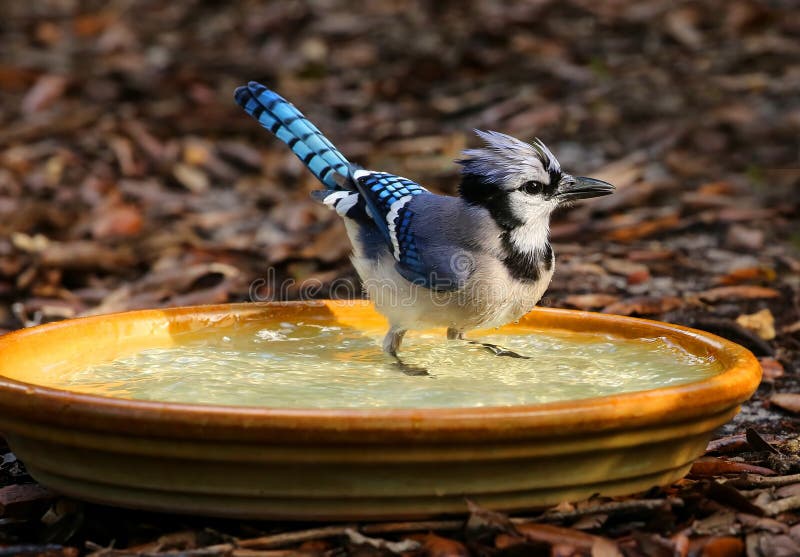 Bathing blue jay