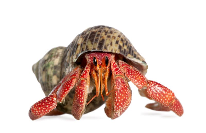 Hermit crab - Coenobita perlatus in front of a white background. Hermit crab - Coenobita perlatus in front of a white background