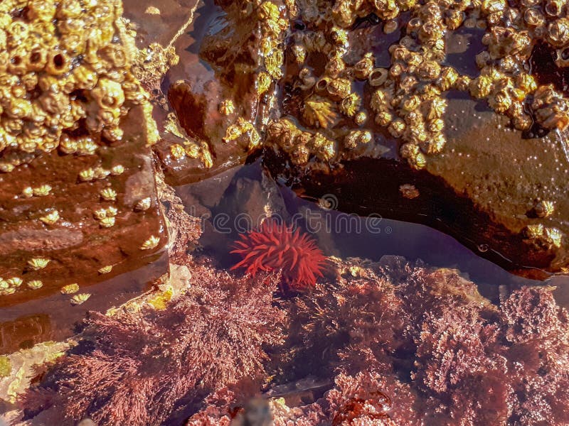 Perlen-Anemone mit Tentakeln im Wasser lizenzfreies stockbild Perlen-Anemone mit Tentakeln im Wasser lizenzfreies stockbild