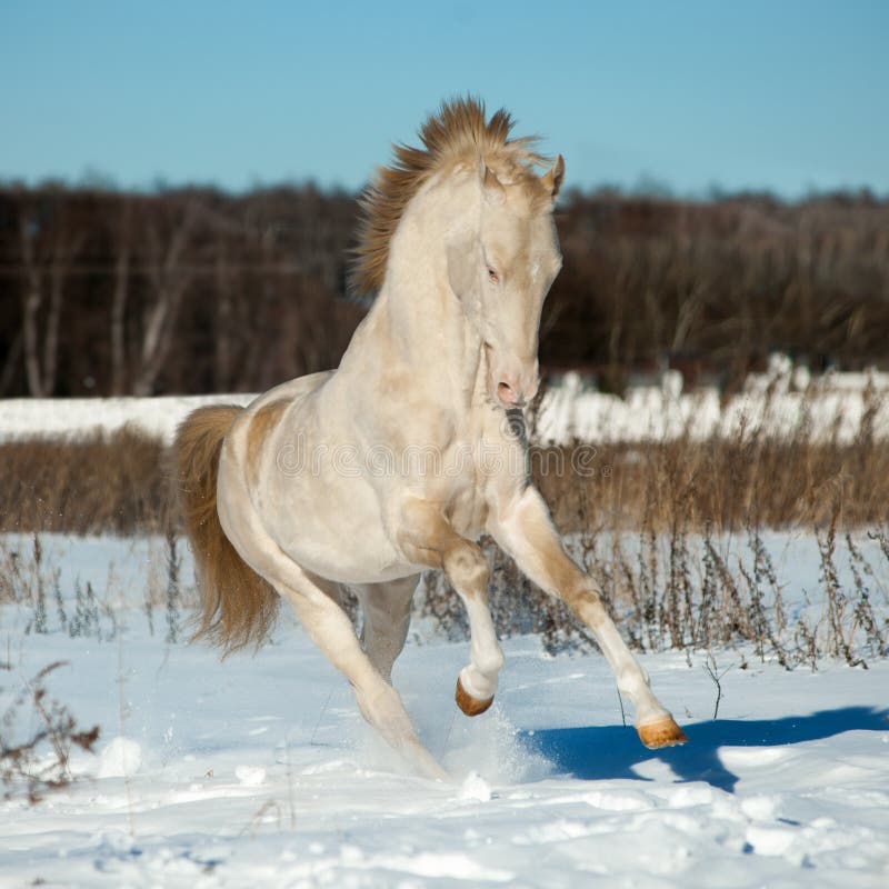 Perlino akhal-teke ogier w śniegu obraz stock Perlino akhal-teke ogier w śniegu obraz stock