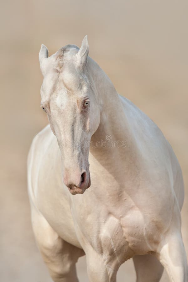 Perlino-akhal-teke Pferd in der Bewegung stockfotografie Perlino-akhal-teke Pferd in der Bewegung stockfotografie