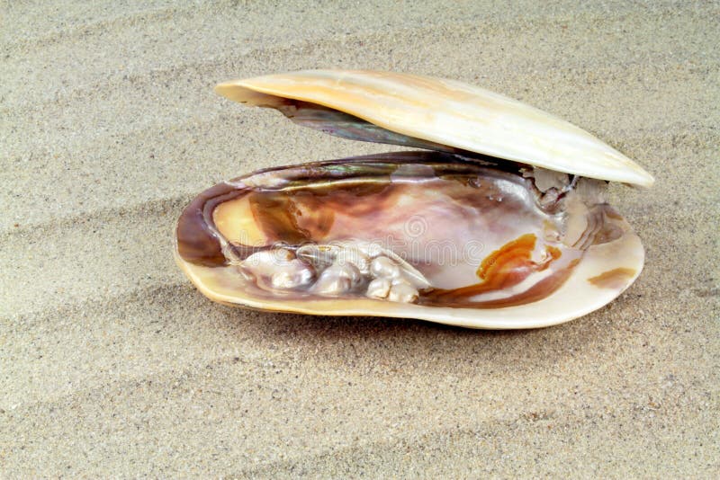 Perlmuttbeschaffenheit mit wirklichen Perlen in einem Seeoberteil stockfotos Perlmuttbeschaffenheit mit wirklichen Perlen in einem Seeoberteil stockfotos