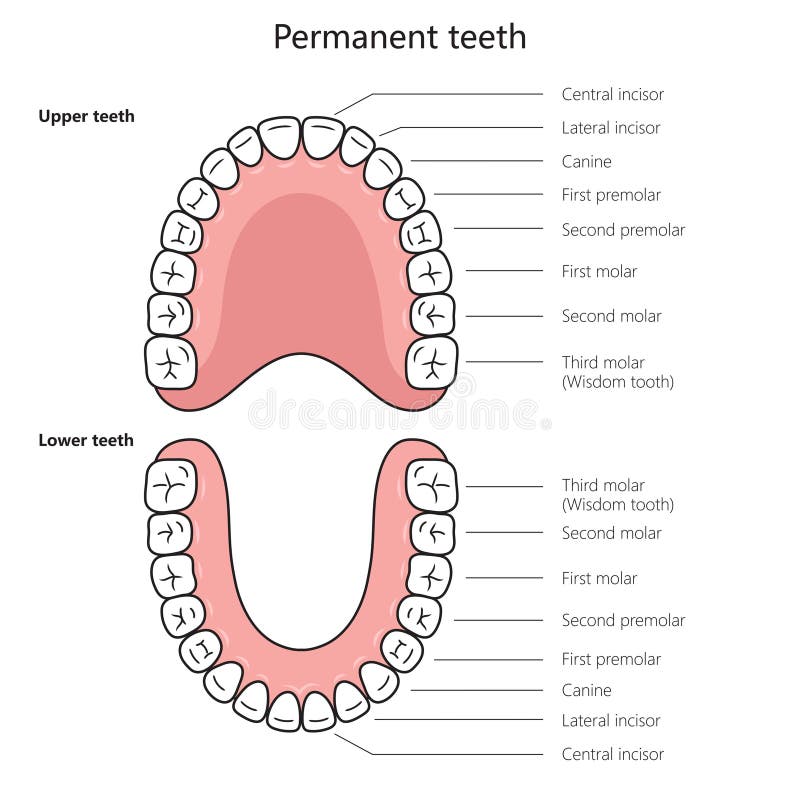 Permanent Teeth Structure Diagram Medical Science Stock Illustration ... Biology Diagrams