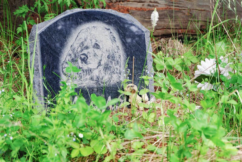 Permanent Krai, Ryssland - 13 Juni 2019: Gravsten på graven av hunden Jordfästningstället av hunden royaltyfri fotografi Permanent Krai, Ryssland - 13 Juni 2019: Gravsten på graven av hunden Jordfästningstället av hunden royaltyfri fotografi