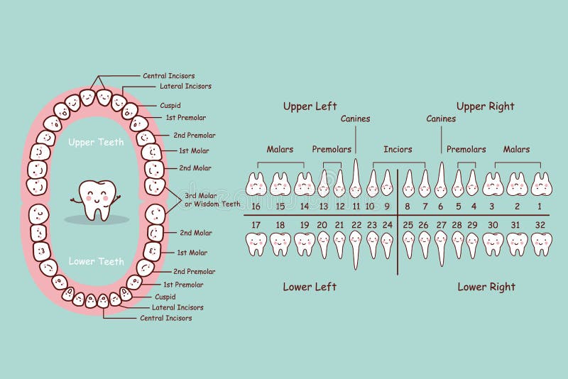 Teeth Anatomy Number Chart