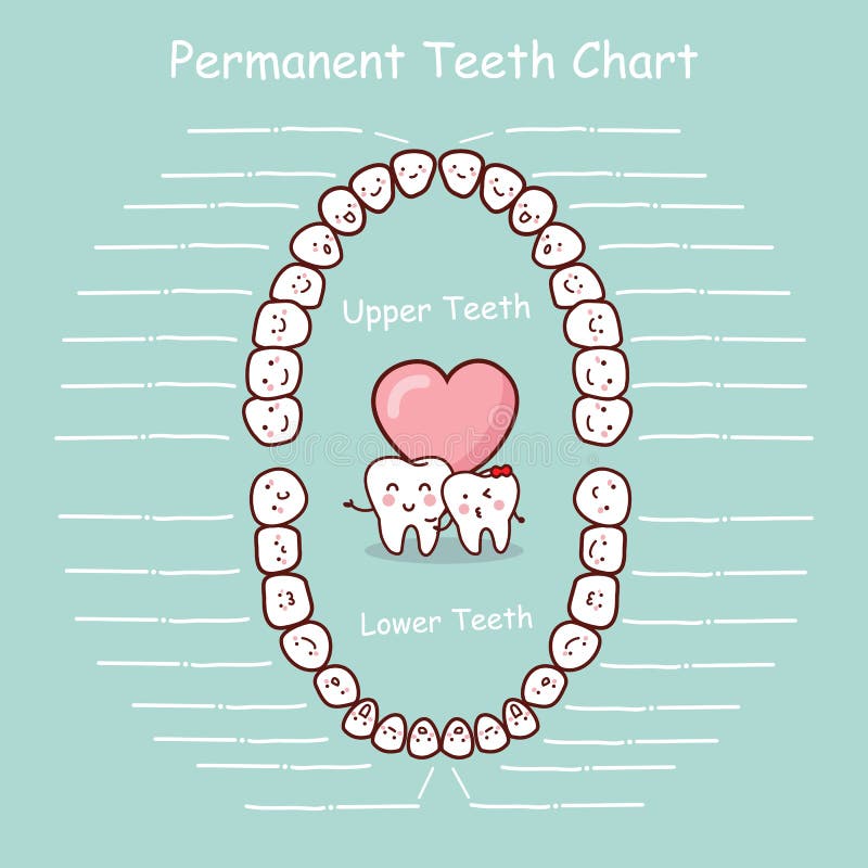 Permanent Tooth Chart Record Stock Vector - Illustration: 65474749