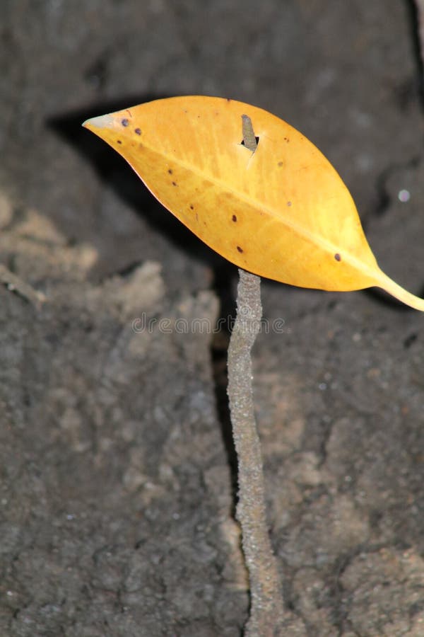 Permesso caduto infilzato sulla aero-radice di un albero della mangrovia immagine stock Permesso caduto infilzato sulla aero-radice di un albero della mangrovia immagine stock