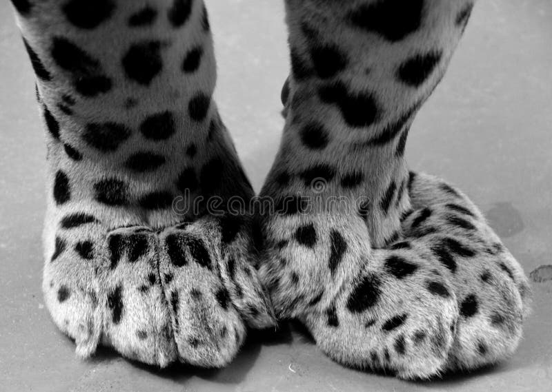 Pernas de uma onça é um felino no gênero pantera apenas espécies de pantera existentes