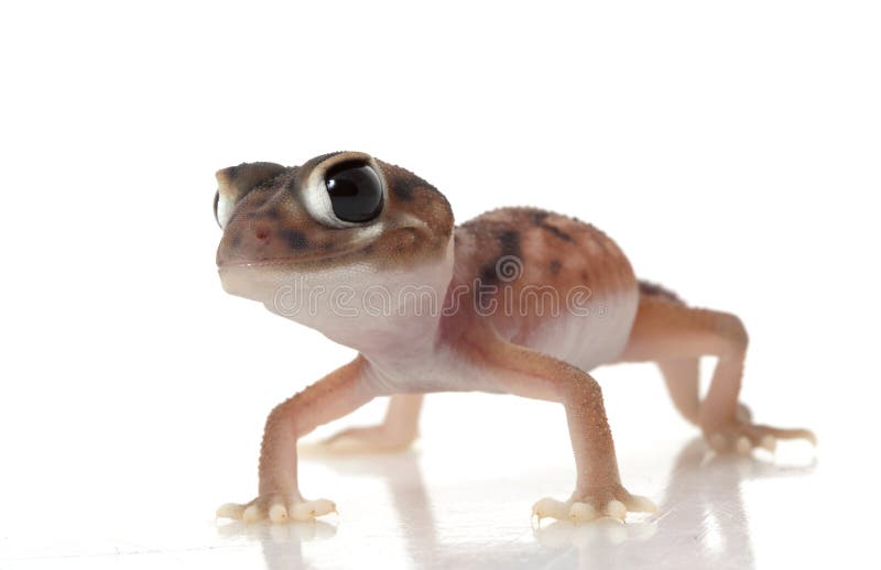 Pernatty Knob Tailed Gecko