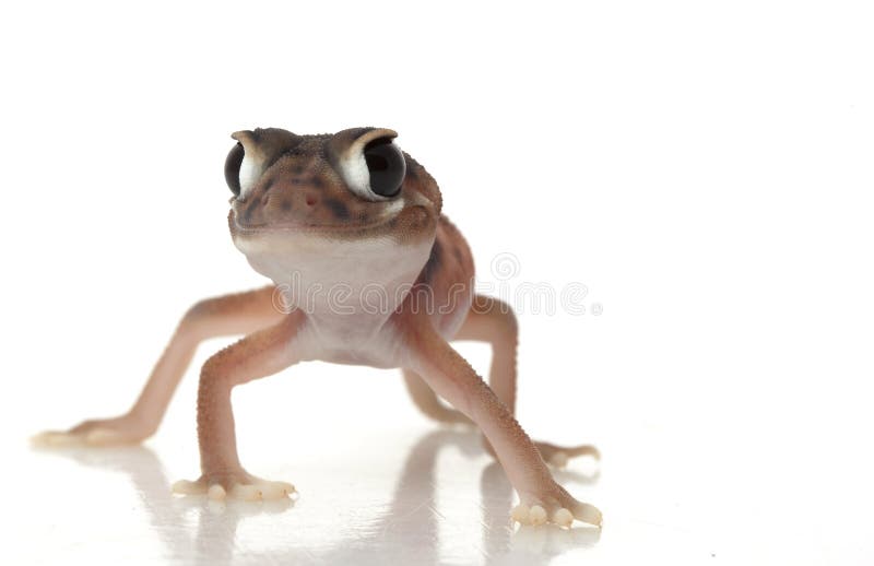 Pernatty Knob Tailed Gecko