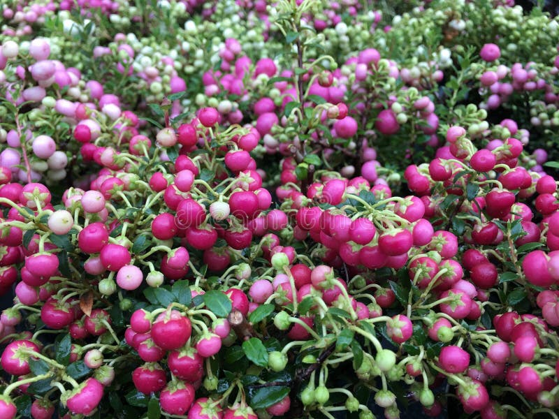 Pernettya Mucronata com bagas rosadas avermelhadas e folhas verdes fotografia de stock royalty free