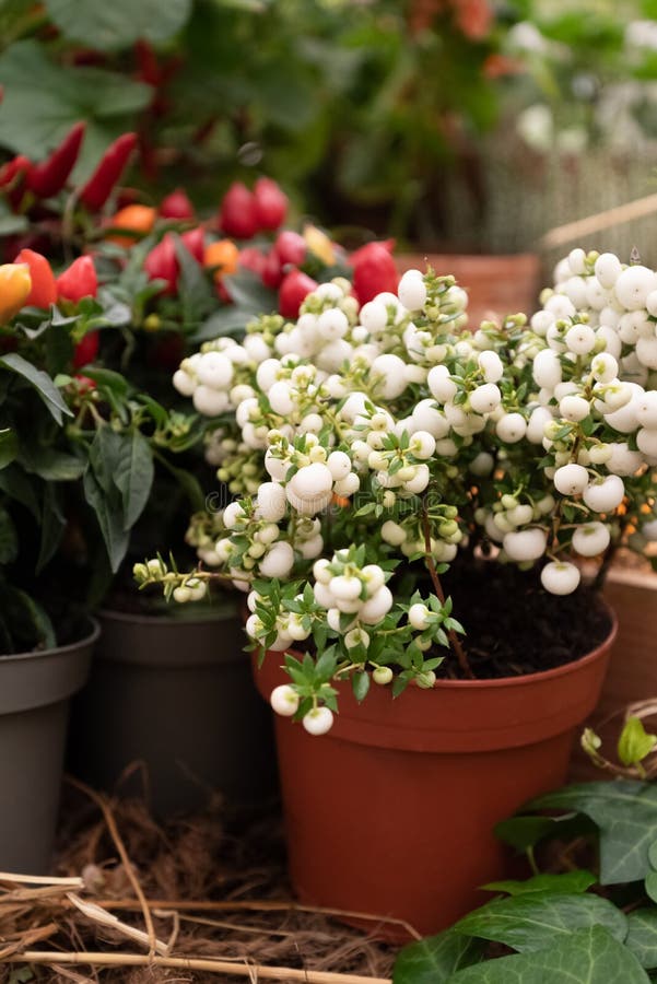 Pernettya mucronata evergreen shrub com bagas brancas cercadas em floreira imagem de stock
