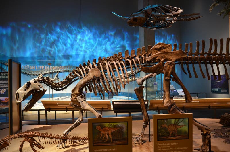 Perot-Museums-Fossilien
