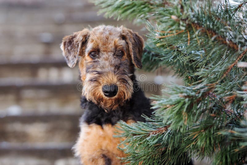 perrito adorable del terrier del airedale al aire libre en invierno imagenes de archivo perrito adorable del terrier del airedale al aire libre en invierno imagenes de archivo