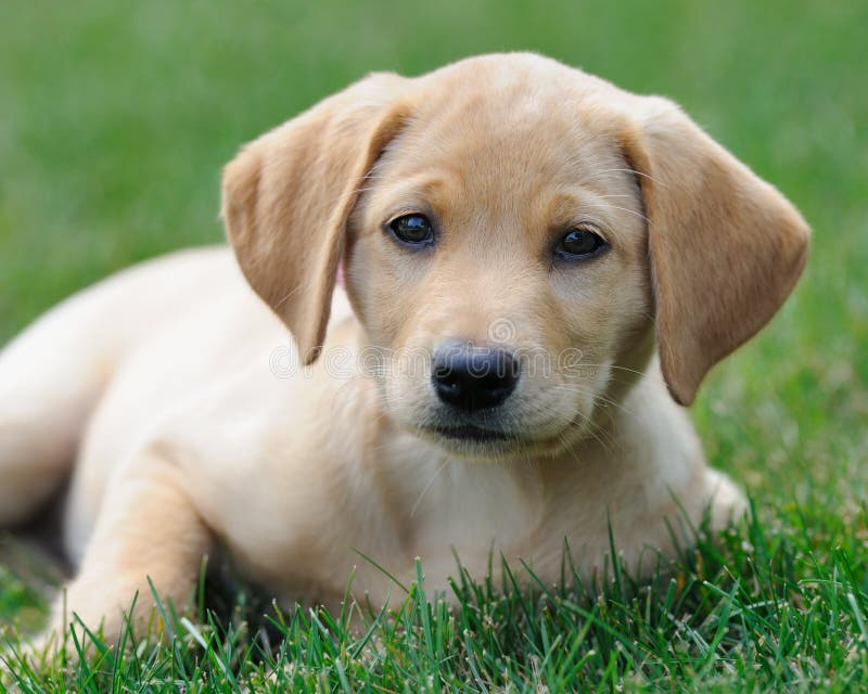 Perro Mezclado Husky Siberiano Amarillo De La Raza Del Labrador