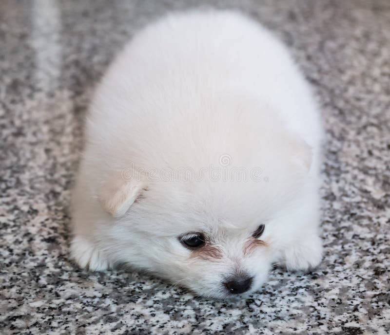 Perrito blanco lindo de Pomeranian en fondo del granito imagen de archivo libre de regalías Perrito blanco lindo de Pomeranian en fondo del granito imagen de archivo libre de regalías