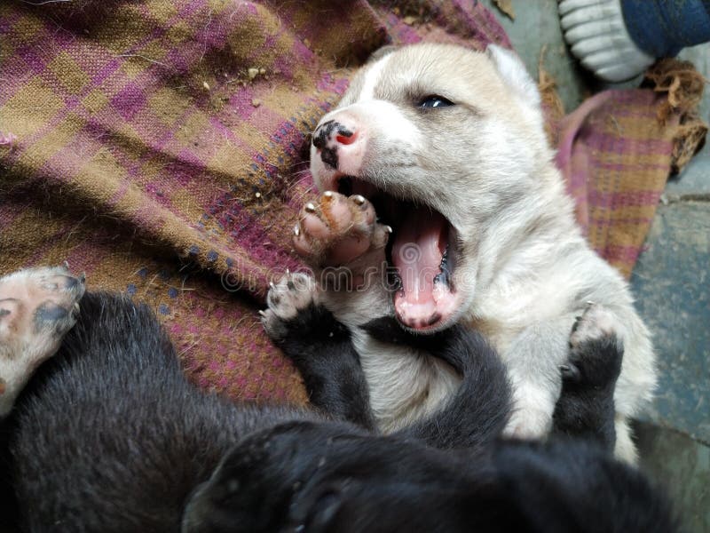 Perrito blanco lindo que juega y que abre su boca de par en par fotos de archivo Perrito blanco lindo que juega y que abre su boca de par en par fotos de archivo