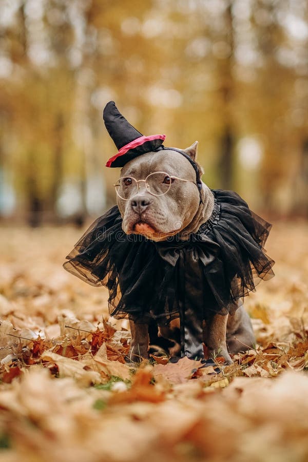 Perrito Bravucón Estadounidense Vestido Con Un Disfraz Para La Celebración De  Halloween. Un Perro Con Traje De Bruja. Foto de archivo - Imagen de  habilidades, divertido: 233261112