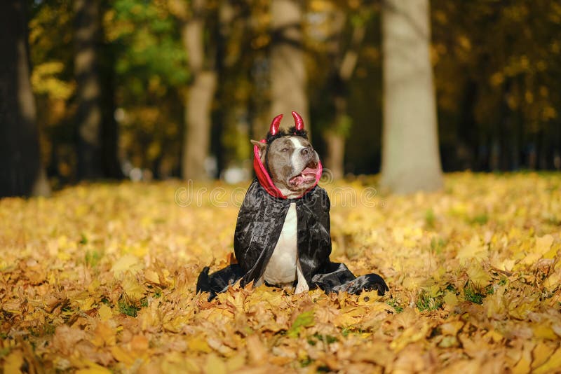 Perrito Bravucón Estadounidense Vestido Con Un Disfraz Para La Celebración De Halloween. Un Perro Con Disfraz De Vampiro. Imagen de archivo - Imagen de tradicional, halloween: 232601639 Perrito Bravucón Estadounidense Vestido Con Un Disfraz Para La Celebración De Halloween. Un Perro Con Disfraz De Vampiro. Imagen de archivo - Imagen de tradicional, halloween: 232601639