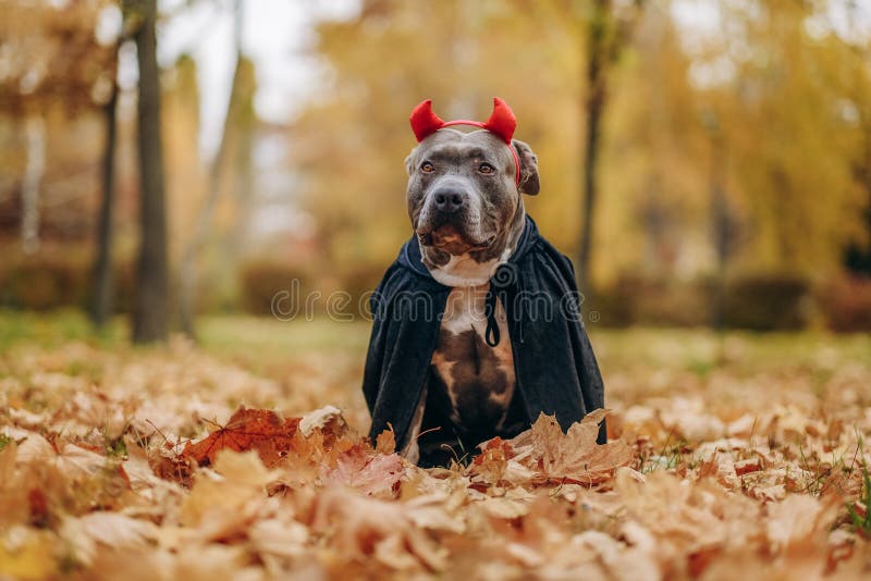 Perrito Bravucón Estadounidense Vestido Con Un Disfraz Para La Celebración De  Halloween. Un Perro Con Disfraz De Vampiro. Imagen de archivo - Imagen de  calabaza, hojea: 233261117
