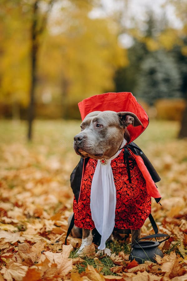 Perrito Bravucón Estadounidense Vestido Con Un Disfraz Para La Celebración De  Halloween. Un Perro Con Disfraz De Vampiro. Foto de archivo - Imagen de  halloween, perezoso: 233261782