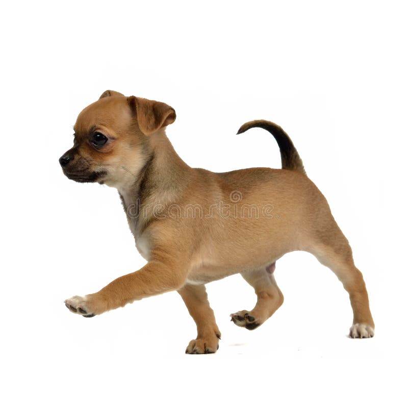 Perrito corriente de la chihuahua imágenes de archivo libres de regalías Perrito corriente de la chihuahua imágenes de archivo libres de regalías