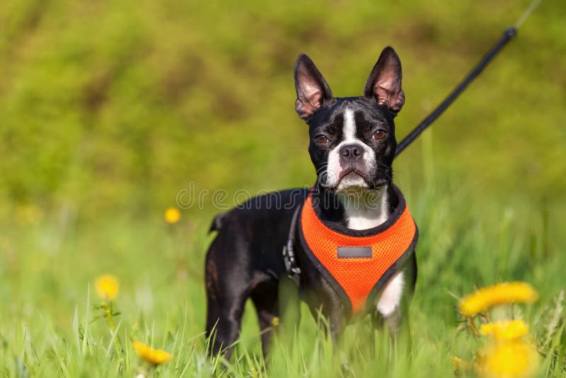 Perrito de Boston Terrier en el prado imagen de archivo Perrito de Boston Terrier en el prado imagen de archivo