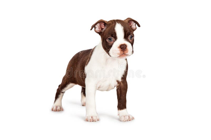 Perrito de Brown Boston Terrier que se coloca al lado imagenes de archivo Perrito de Brown Boston Terrier que se coloca al lado imagenes de archivo