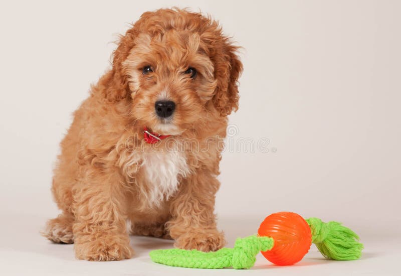 Perrito de Cockapoo con el juguete del perro fotografía de archivo Perrito de Cockapoo con el juguete del perro fotografía de archivo