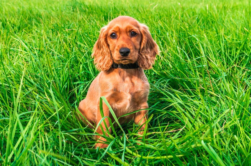 Perrito de cocker spaniel del inglés que se sienta en la hierba fotos de archivo libres de regalías Perrito de cocker spaniel del inglés que se sienta en la hierba fotos de archivo libres de regalías