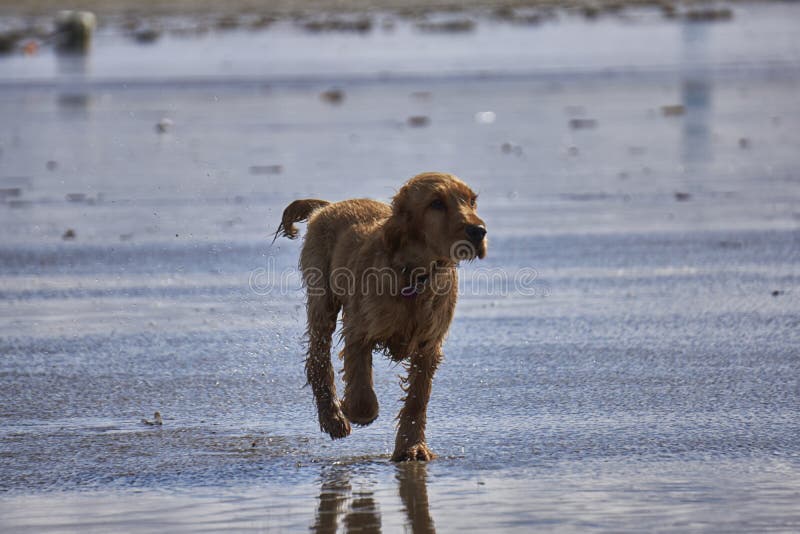 Perrito de cocker spaniel que corre en la playa en agua poco profunda foto de archivo libre de regalías Perrito de cocker spaniel que corre en la playa en agua poco profunda foto de archivo libre de regalías