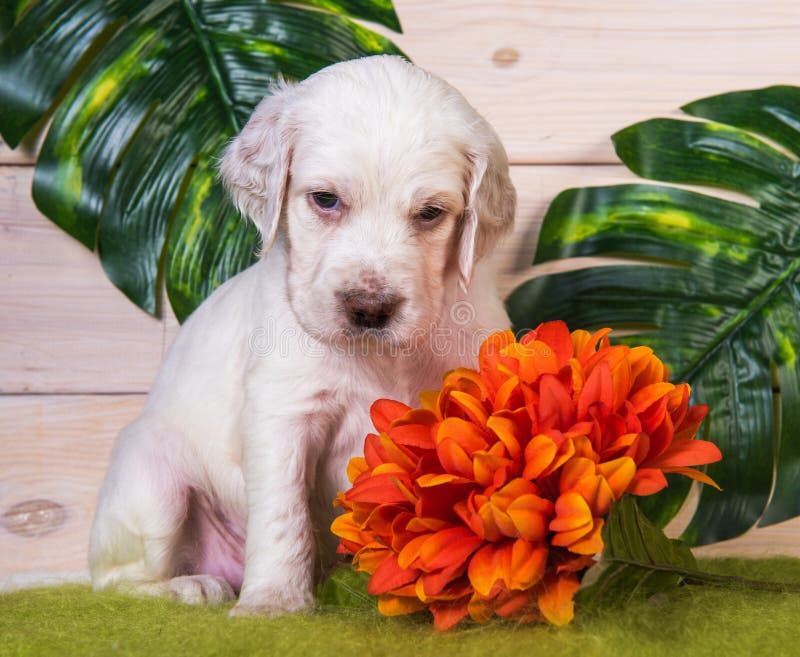 Perrito De Coser Inglés Con Flores De Fondo Verde Foto de archivo - Imagen  de palma, apuntar: 165542904