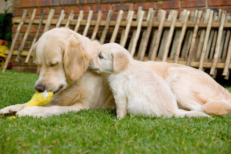 Perrito de GR del perro perdiguero de oro que huele a su madre imágenes de archivo libres de regalías Perrito de GR del perro perdiguero de oro que huele a su madre imágenes de archivo libres de regalías