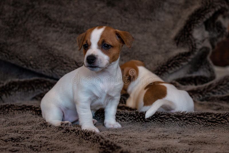 Perrito de Jack Russell que se sienta en una manta marrón foto de archivo Perrito de Jack Russell que se sienta en una manta marrón foto de archivo