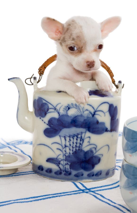 Perrito de la tetera foto de archivo libre de regalías