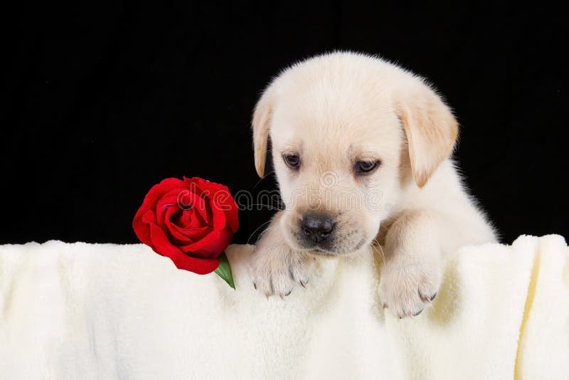 Perrito de Labrador con la rosa del rojo en manta imagen de archivo Perrito de Labrador con la rosa del rojo en manta imagen de archivo