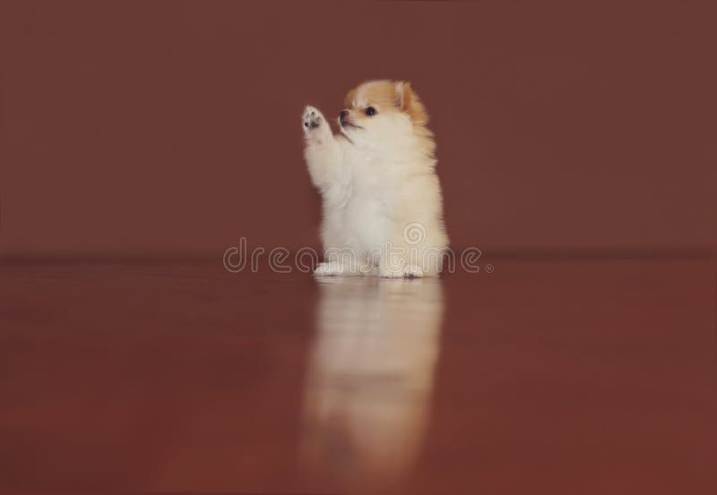 Perrito de Pomeranian fotos de archivo libres de regalías Perrito de Pomeranian fotos de archivo libres de regalías