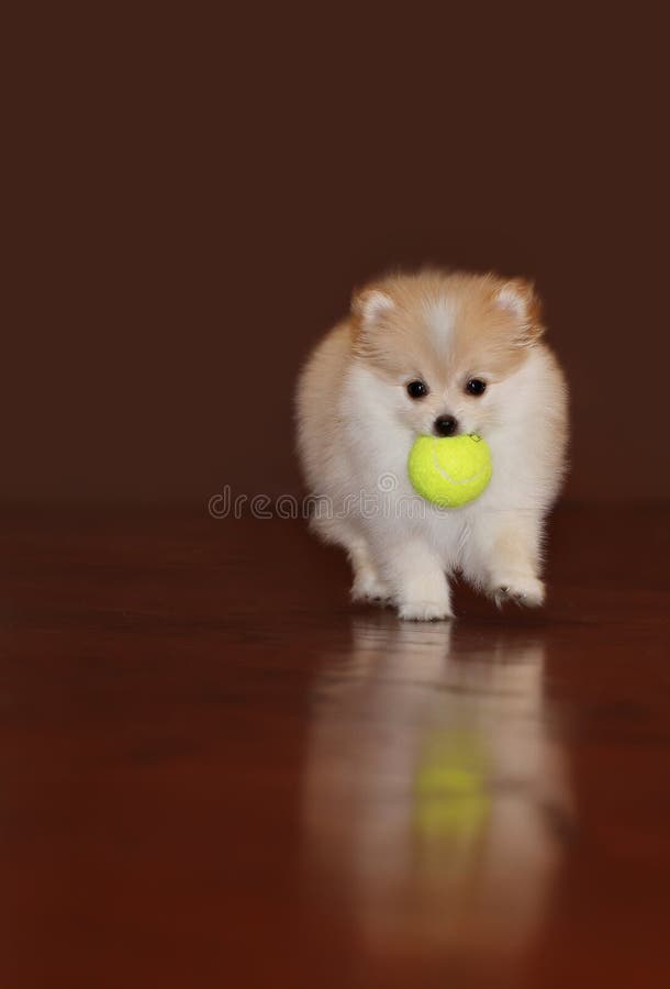 Perrito de Pomeranian fotos de archivo Perrito de Pomeranian fotos de archivo
