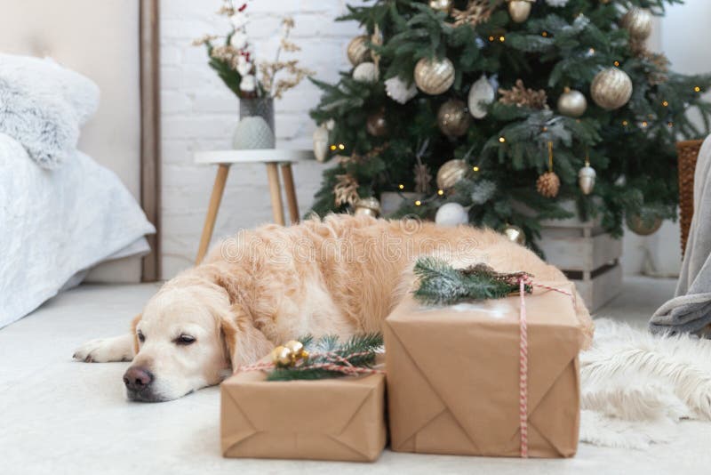 Perrito perrito de recuperación dorada siesta en abrigo blanco cerca del árbol de navidad fotografía de archivo