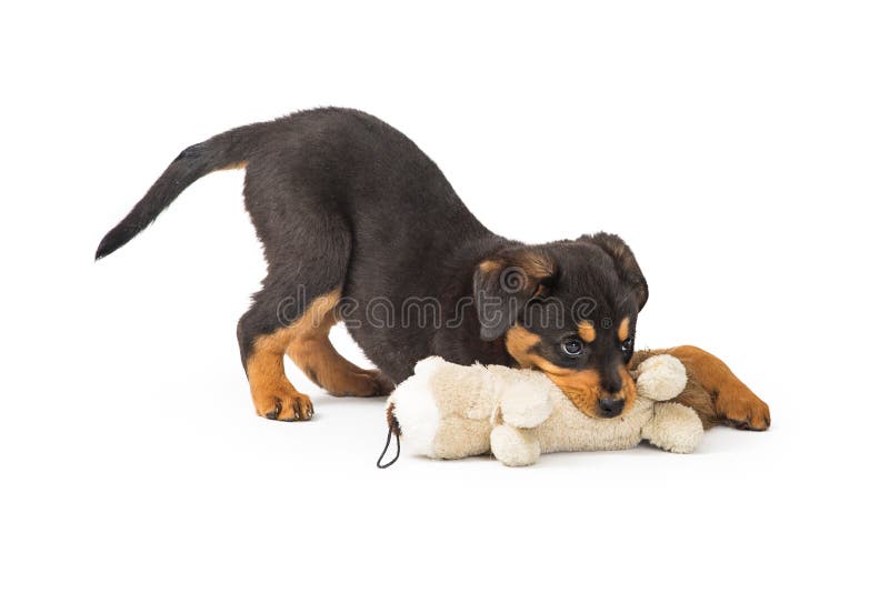 Perrito De Rottweiler Que Juega Con El Peluche Imagen de archivo - Imagen de rottweiler, perrito: 113438505