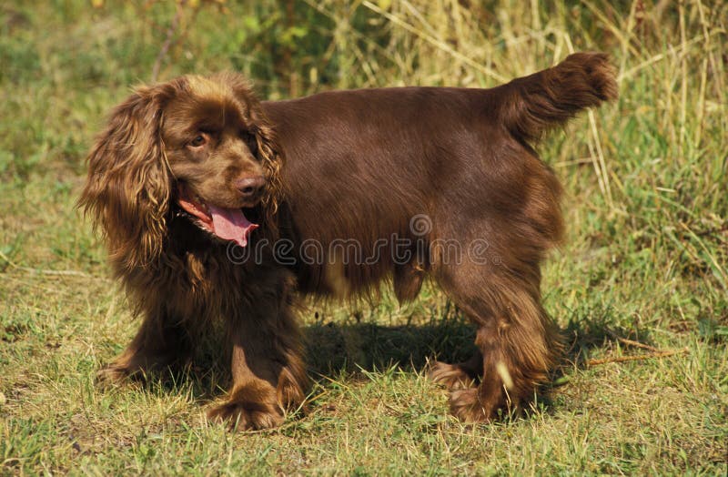 Perrito De Perrito De Perrito De Sexo Secundario Imagen de archivo - Imagen de animal, mascota