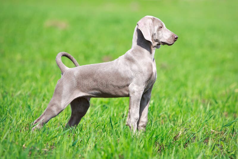 Perrito de Weimaraner imagen de archivo Perrito de Weimaraner imagen de archivo