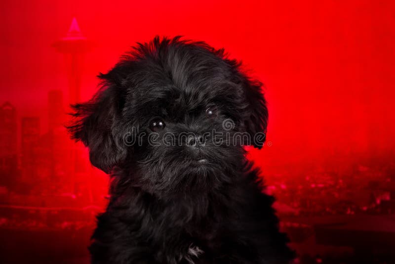 Perrito del Affenpinscher, retrato en un fondo rojo foto de archivo libre de regalías Perrito del Affenpinscher, retrato en un fondo rojo foto de archivo libre de regalías