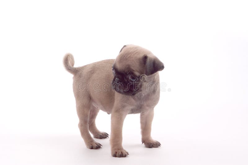 Perrito del barro amasado fotografía de archivo libre de regalías Perrito del barro amasado fotografía de archivo libre de regalías