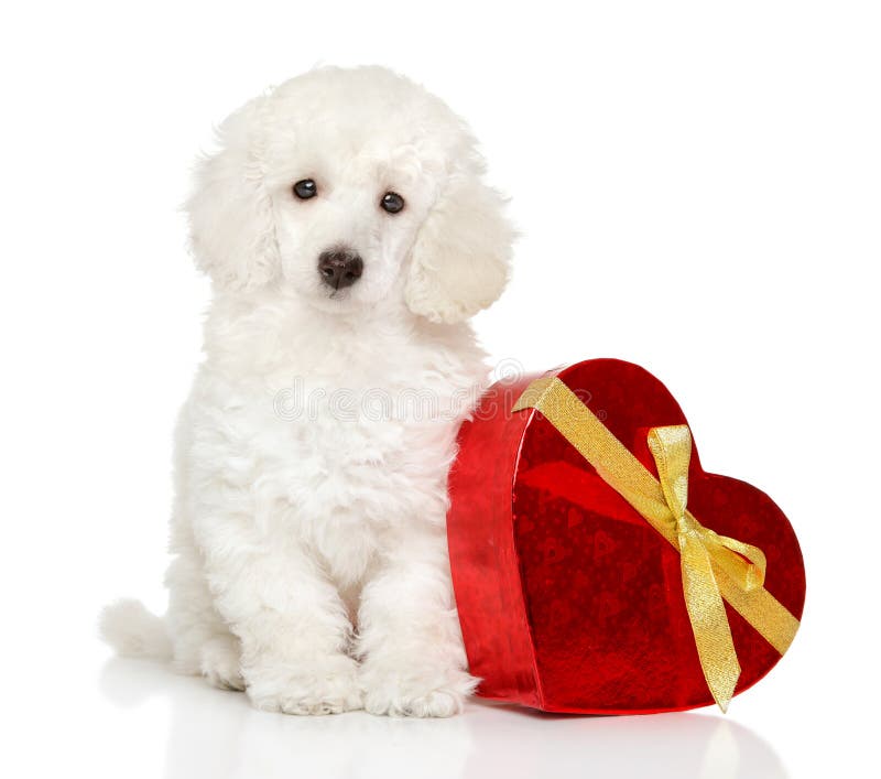 Perrito del caniche con el corazón del rojo de la tarjeta del día de San Valentín foto de archivo libre de regalías Perrito del caniche con el corazón del rojo de la tarjeta del día de San Valentín foto de archivo libre de regalías